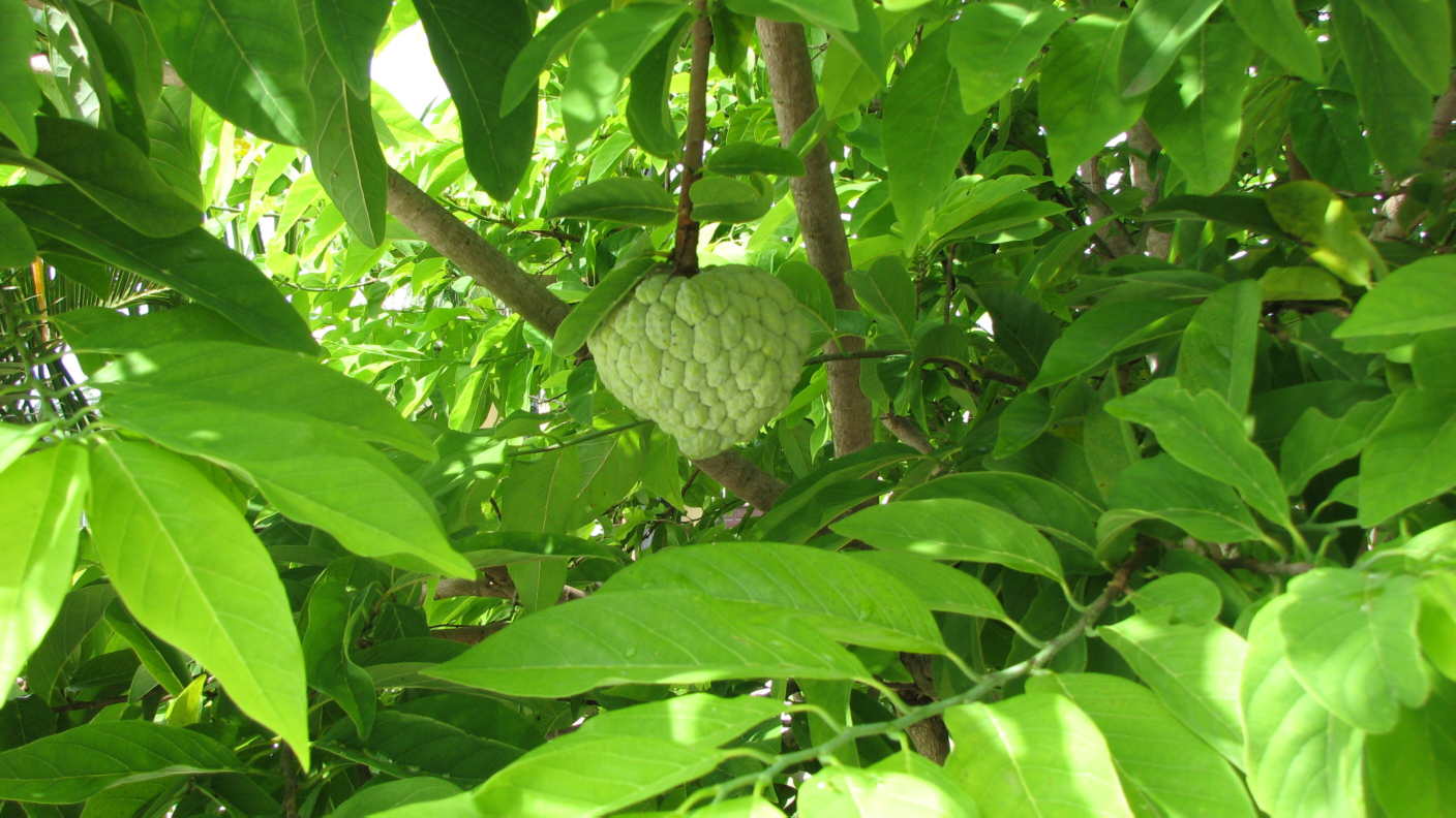 custard apple